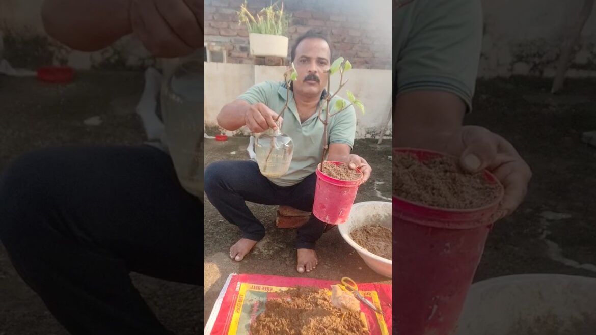నీళ్ళల్లో, మట్టిలో (కుండీలు) శాస్విత లత #plants #share #shorts #garden #tips #yt #tranding