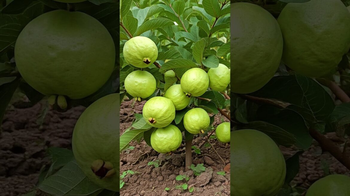 🌿Grow Guava Tree FAST with These Pro Tips #guava #fruittree #gardening