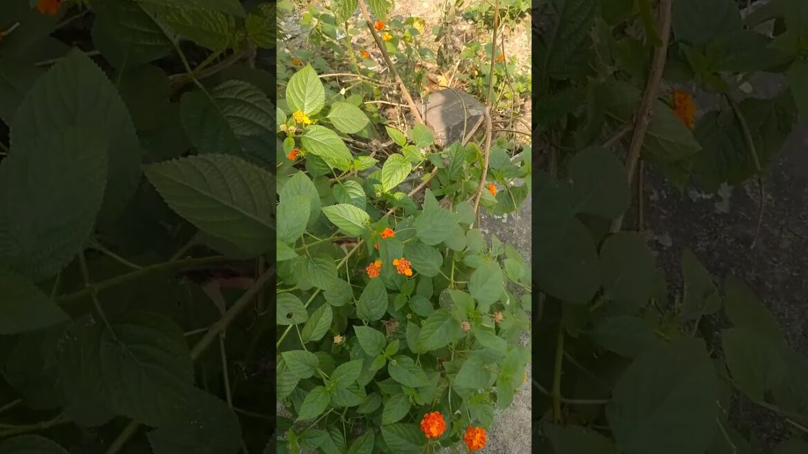 🌺🌲🌿Flowers 🌺#plant #trending #gargen 🌺🌲🌿Flowers 🌺#plant #trending #gargen