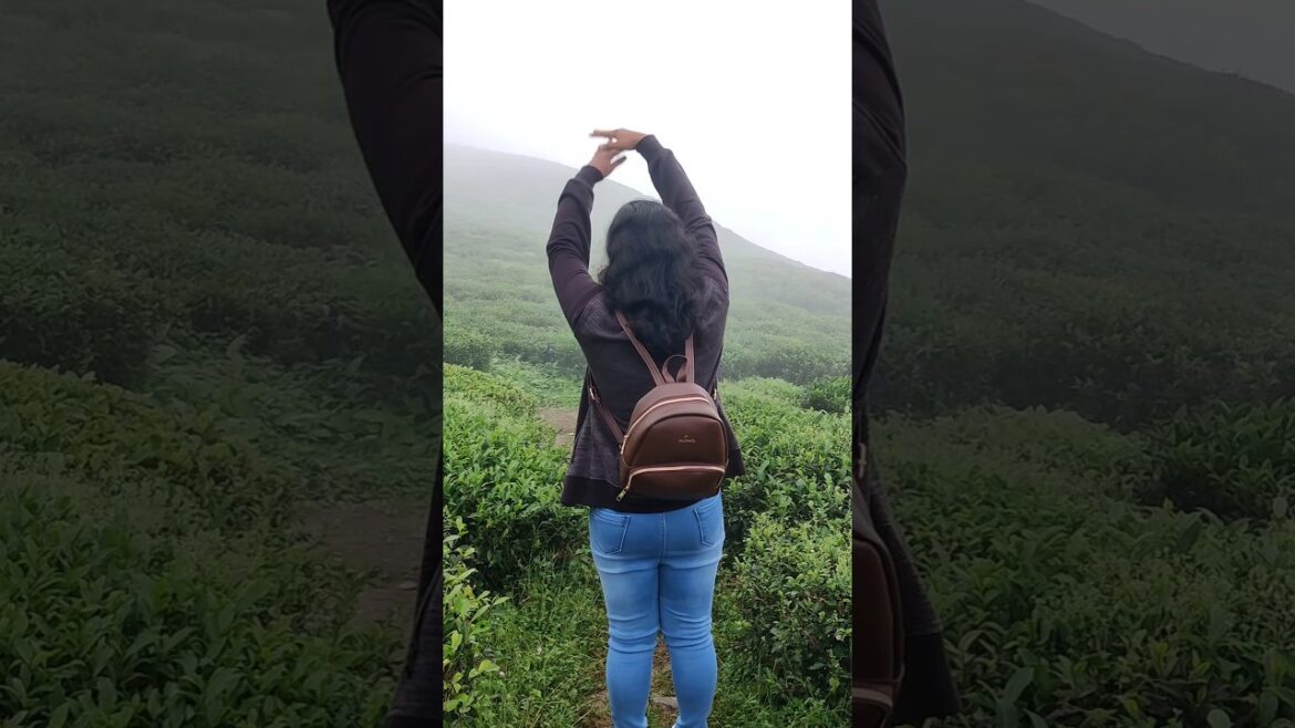 Temi tea garden in namchi #temiteagarden #sikkim #namchi #transition #travel #paro