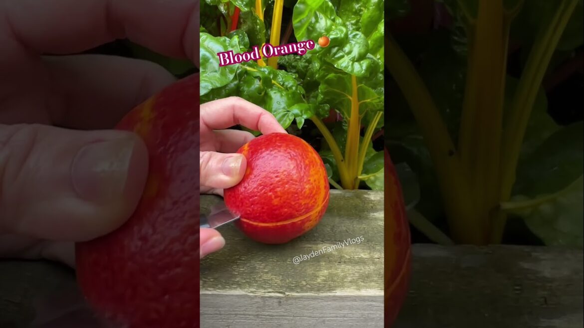 Blood Orange 🍊😱 #shorts #satisfying #fruitcutting #fruit #enjoy Blood Orange 🍊😱 #shorts #satisfying #fruitcutting #fruit #enjoy