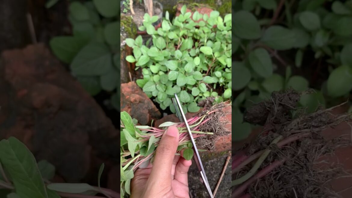 Vegetable gardening #shorts #gardening @GardenUp