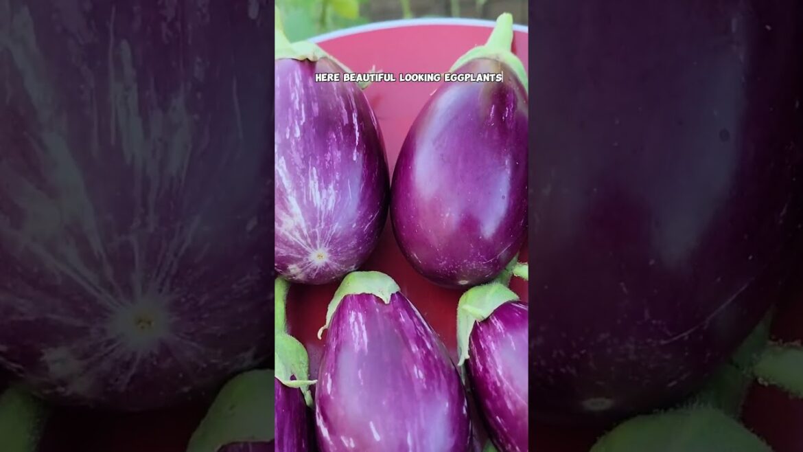 California Gardening: October Harvests: Ridge Gourd, Pole Beans, Eggplants & More! #shorts October Harvests: Ridge Gourd, Pole Beans, Eggplants & More! #shorts