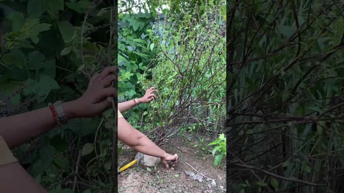 Daily life gardener by meimei / tips for growing/ enjoy with organic vegetable #shorts #gardening Daily life gardener by meimei / tips for growing/ enjoy with organic vegetable #shorts #gardening