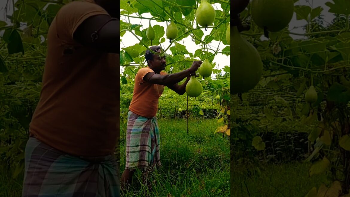 Harvesting Perfect Bottle Gourds or Lauki or Sorekayi or Lau or Opo #shorts