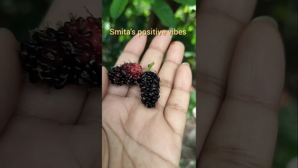 #amazing #fruit #garden #shorts #shortvideo #smita #amazing #fruit #garden #shorts #shortvideo #smita