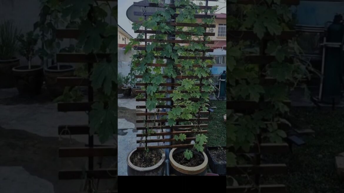 Vegetable Gardening and Natural Harvesting at Home | Unedited Backyard Farming