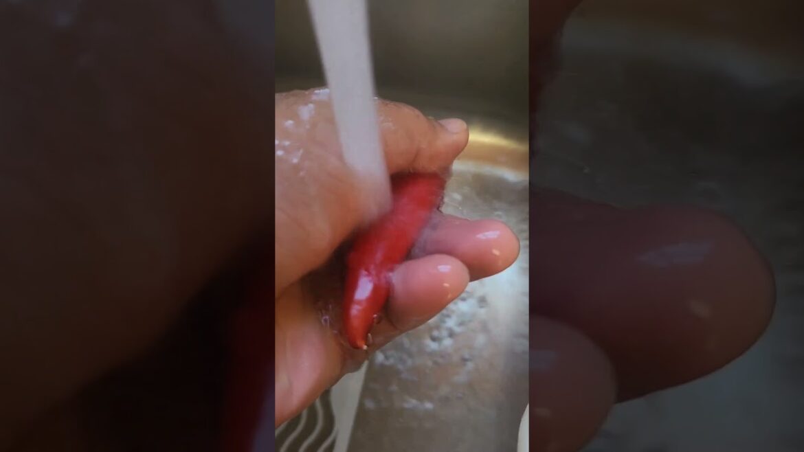 Sweet Peppers Harvested from My Container Garden! 🌱🍅 #GardeningHacks #OrganicHarvest