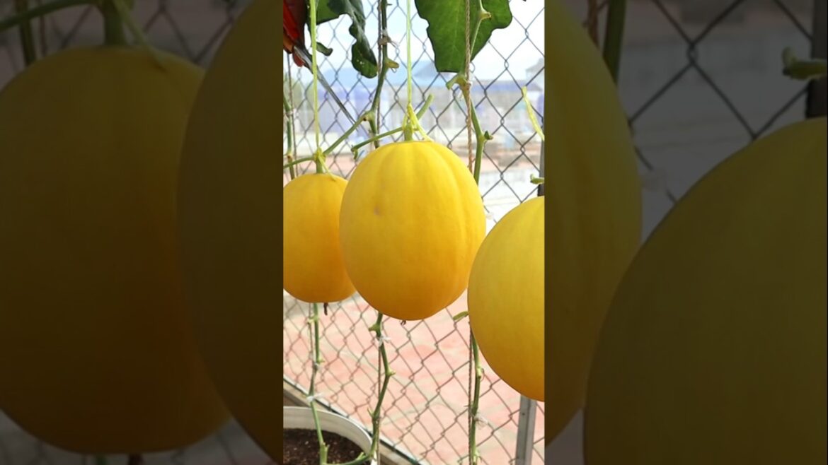 Container garden- Melon Harvesting #v87garden #garden #shorts