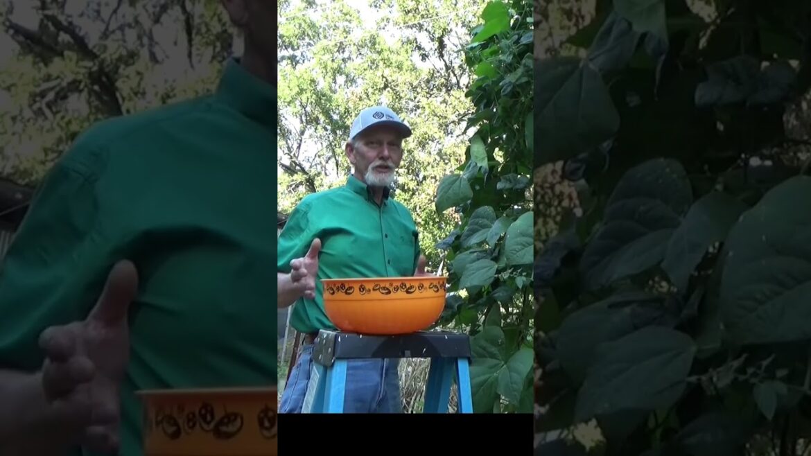 3 ways to save your harvest #gardening #garden101 3 ways to save your harvest #gardening #garden101