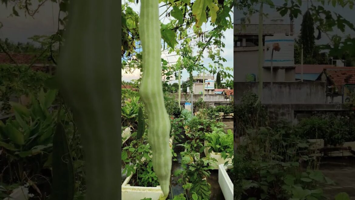 Vegetable garden #shorts #ytshots #terracegarden #youtubeshorts #trending