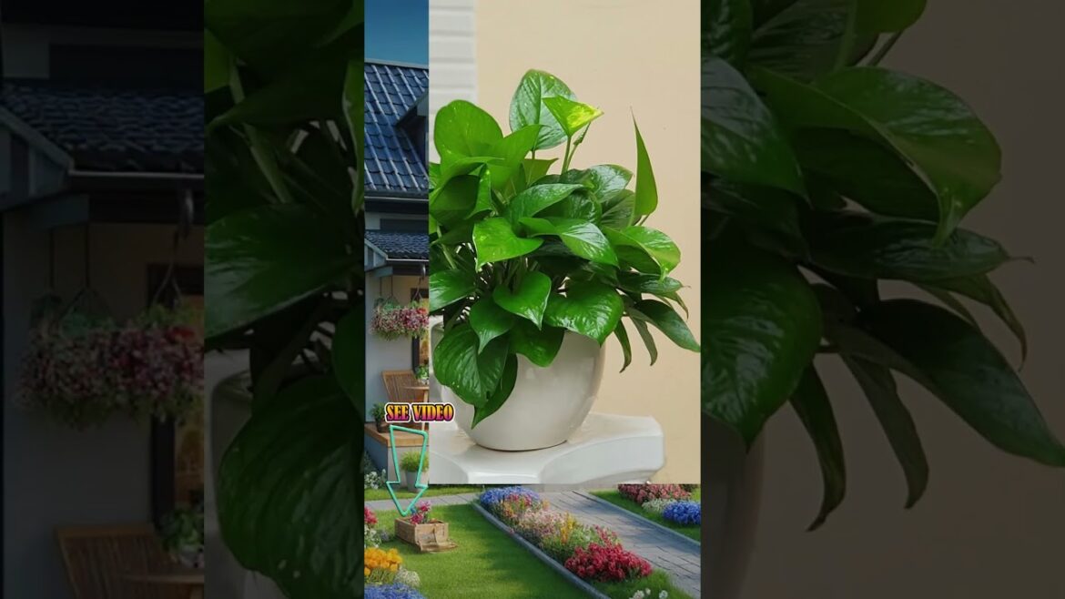 5 "Money Trees" That Bring You Wealth & Luck! #GreatHomeGardenFengShui