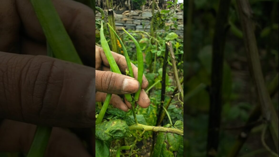 Cluster beans plants are producing flowers and pods #farming #gardening #clusterbeans #shorts Cluster beans plants are producing flowers and pods #farming #gardening #clusterbeans #shorts
