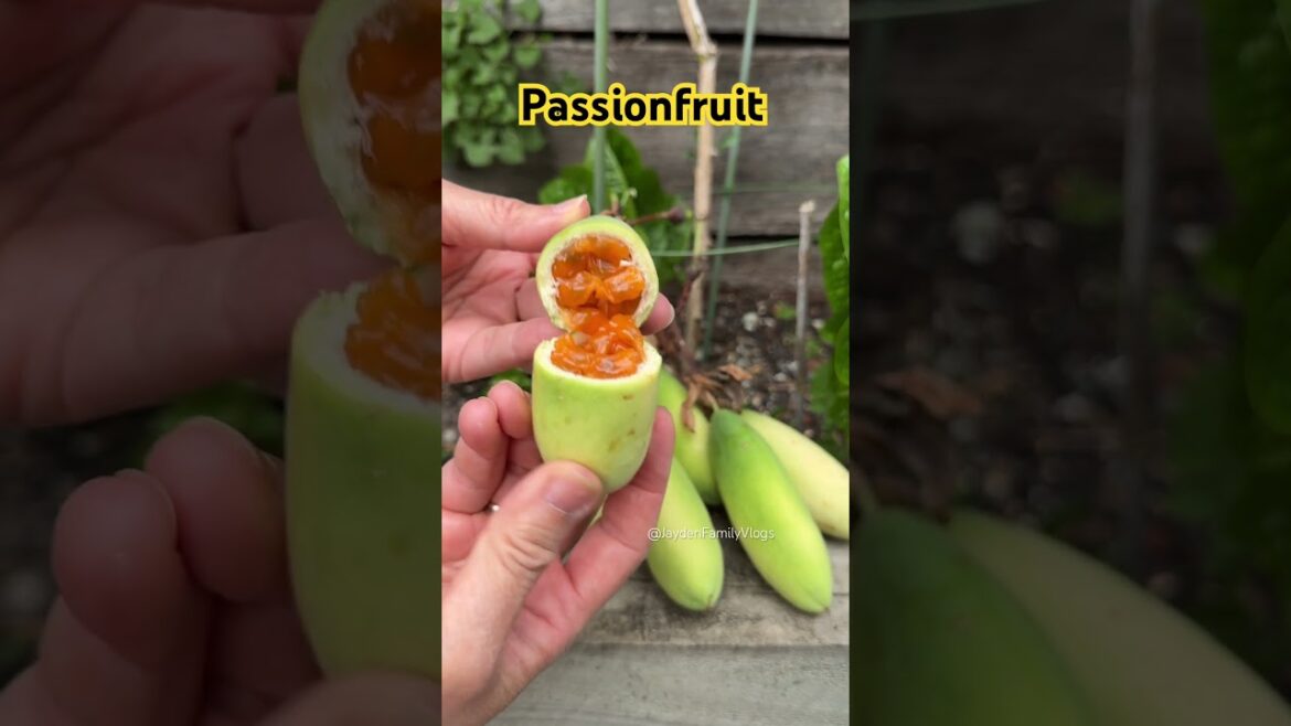 What fruit is this? 😱 #shorts #satisfying #fruitcutting #fruit #garden #enjoy What fruit is this? 😱 #shorts #satisfying #fruitcutting #fruit #garden #enjoy