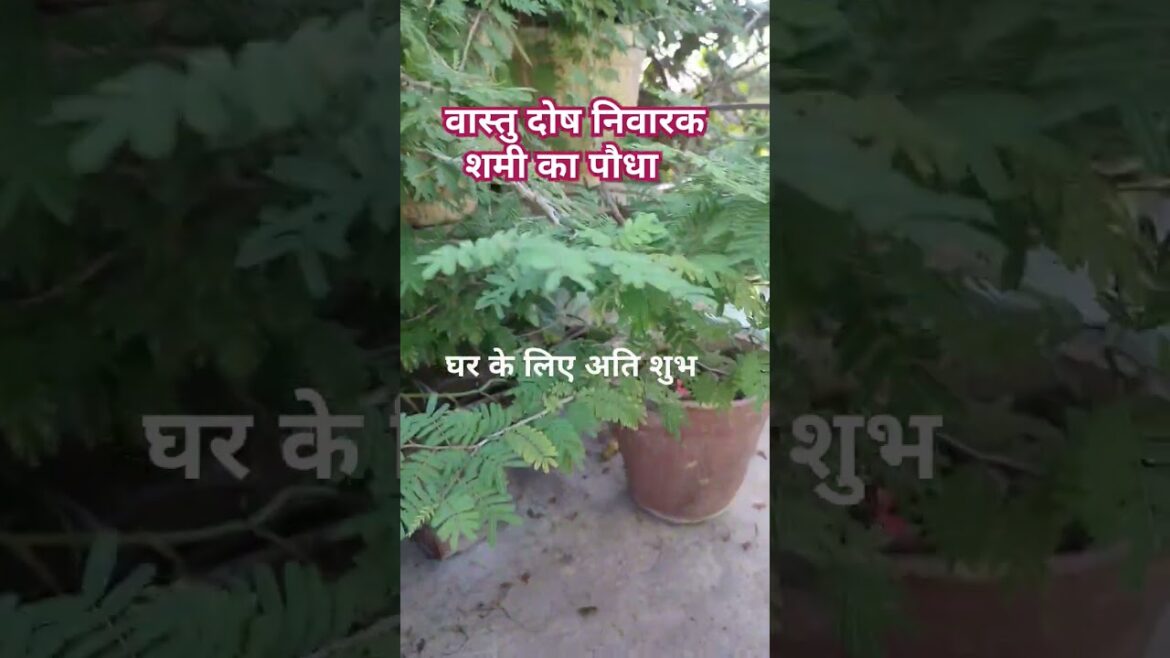 शमी का पौधा वास्तु दोष निवारक🪴#garden #tips #video