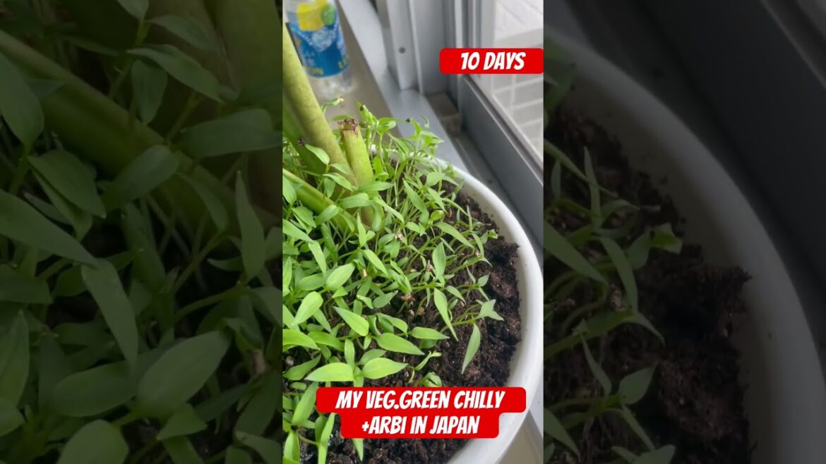 10Days My Gardening in japan Green Chilly +Arbi #shorts#viral#videos#Japan