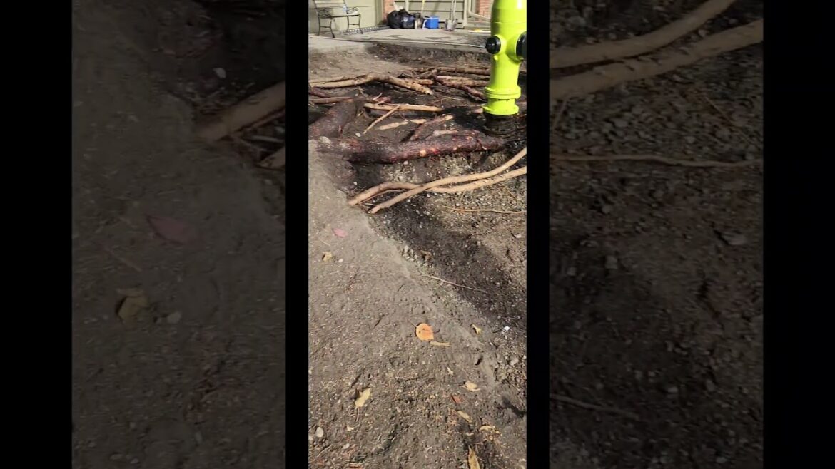 Front Yard #Xeriscaping Masterpiece: Rockscaping Around Majestic Birch Tree #FrontYardTransformation Front Yard #Xeriscaping Masterpiece: Rockscaping Around Majestic Birch Tree #FrontYardTransformation