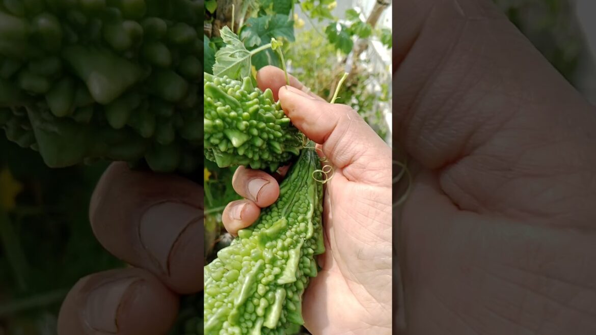 करेले की harvesting organic vegetables #shorts#bittergourd #gardening#yt करेले की harvesting organic vegetables #shorts#bittergourd #gardening#yt
