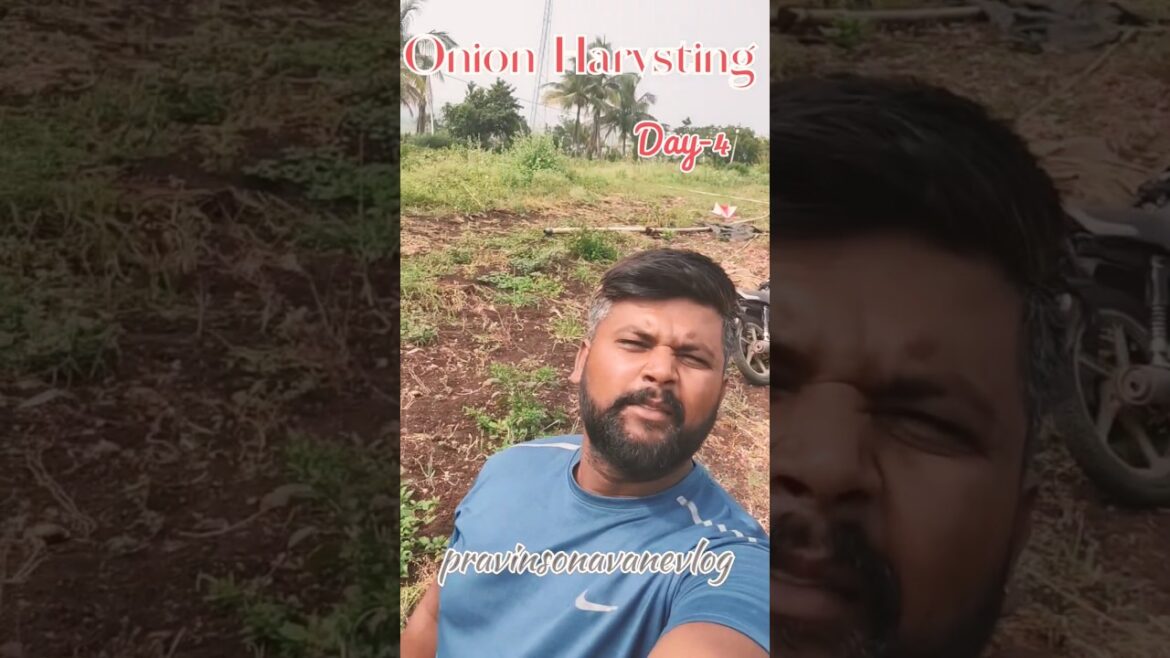 Onion Harvsting day-4 #shorts #onion