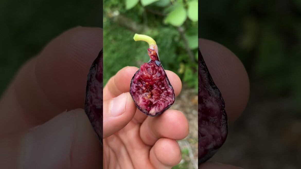 Black Celeste – The Real Improved Celeste #fig #figtree #figboss #gardeningtips #fruittrees Black Celeste - The Real Improved Celeste #fig #figtree #figboss #gardeningtips #fruittrees