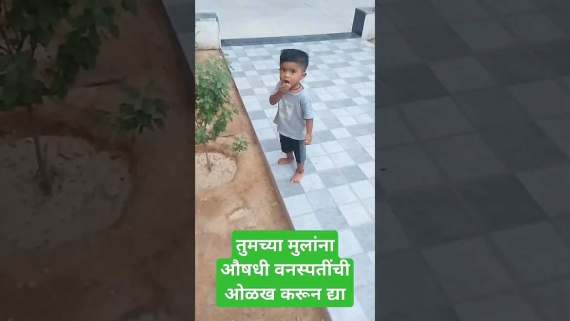 तुमच्या मुलांना औषधी वनस्पतींची ओळख करून द्या! Introduce your children about medicinal plants #plant तुमच्या मुलांना औषधी वनस्पतींची ओळख करून द्या! Introduce your children about medicinal plants #plant