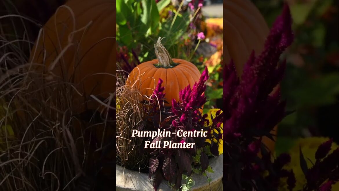 Bringing Your Pumpkin Planter to Life! Planting an Autumn Container Garden