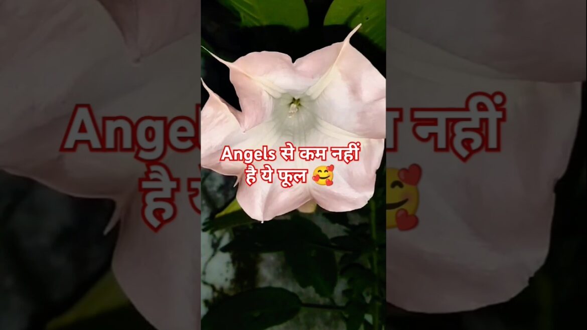 Angels Trumpet🥰🌹#flowers #nature #plants #love #shorts #shortsfeed #ytshorts #trending #viralvideo