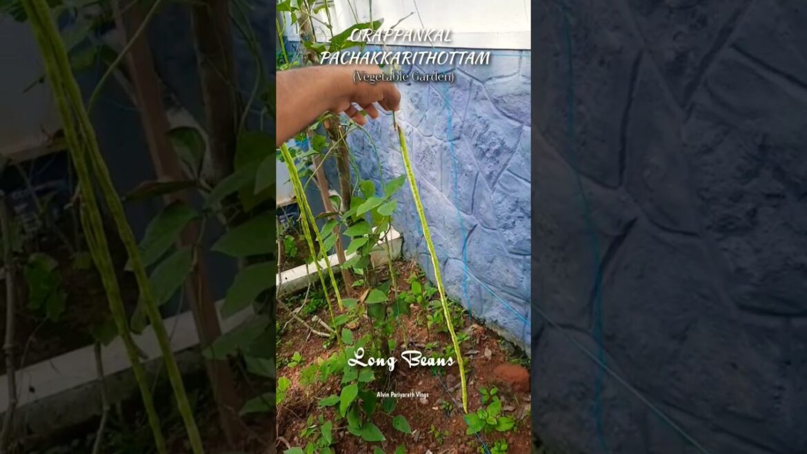 ORAPPANKAL PACHAKKARITHOTTAM (Vegetable Garden)#shorts #kerala