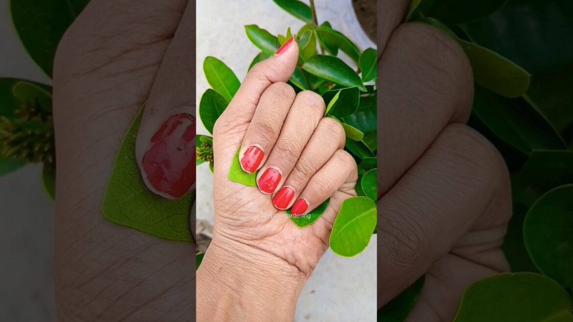 Beautiful ixora #flowers #trending #viralvideo