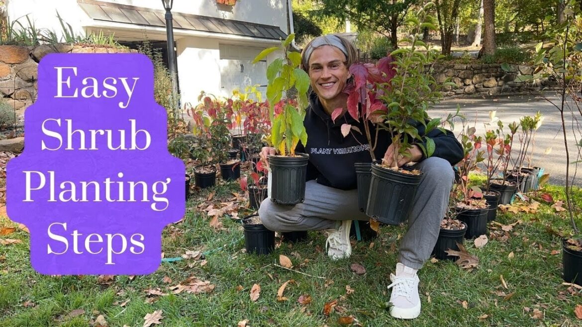 How to Plant Shrubs – Tutorial for Beginner Gardeners How to Plant Shrubs - Tutorial for Beginner Gardeners