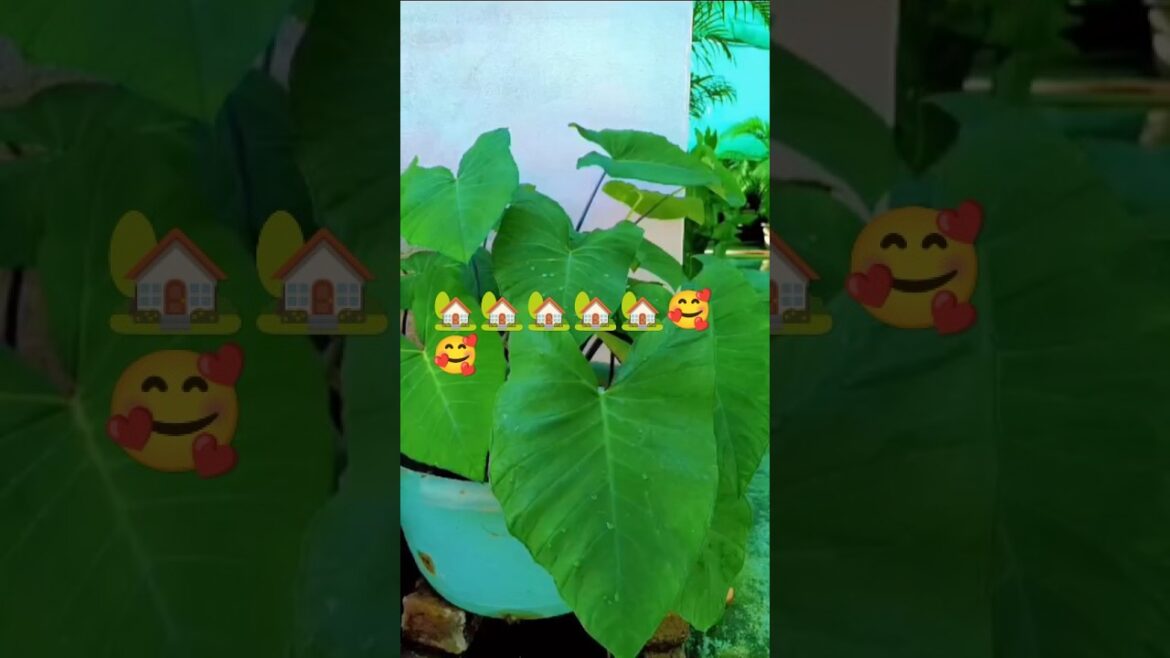 🏡#bhojpuri #viralvideo #trendingvideo #shorts #plants #love #trending #nature 🏡#bhojpuri #viralvideo #trendingvideo #shorts #plants #love #trending #nature