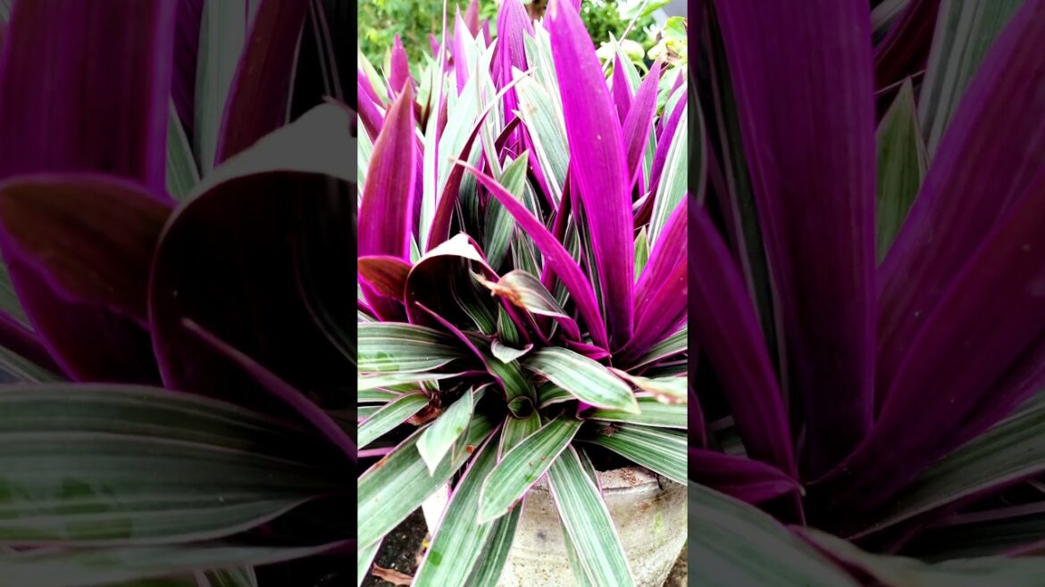 Tips For Rhoeo Plant | How To Care Rhoeo Plant #shortvideo #gardening #rhoeo #shorts #garden Tips For Rhoeo Plant | How To Care Rhoeo Plant #shortvideo #gardening #rhoeo #shorts #garden