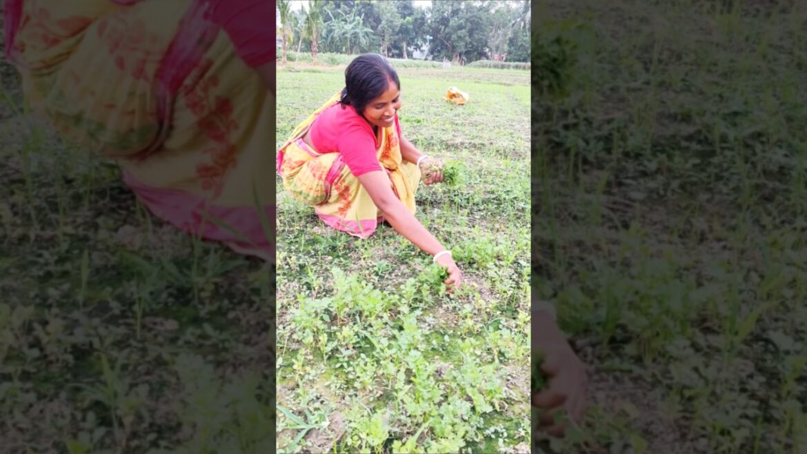 Coriander Harvesting Adventures: A Woman’s Touch in the Garden #shorts #short #shortvideo Coriander Harvesting Adventures: A Woman’s Touch in the Garden #shorts #short #shortvideo
