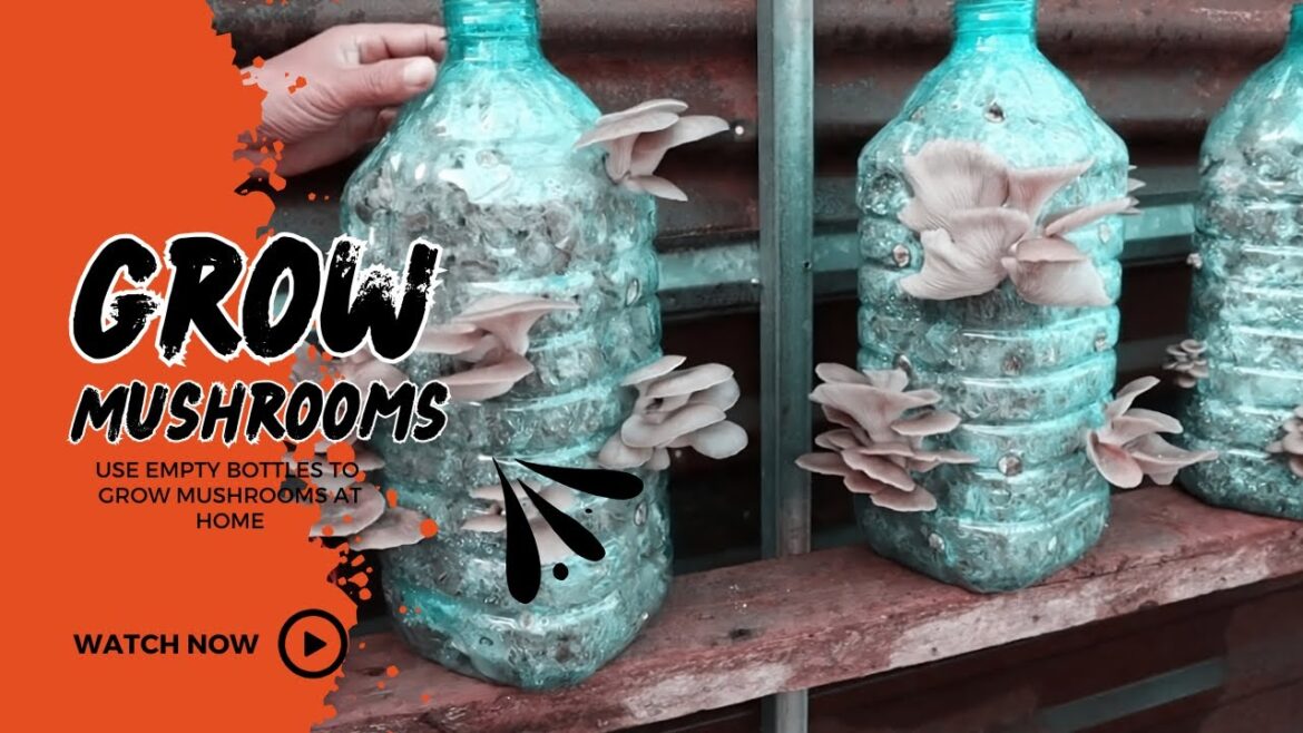 How To Grow Mushrooms in Bottles at Home | Full Process #gardening #mushroom #bottle_mushroom