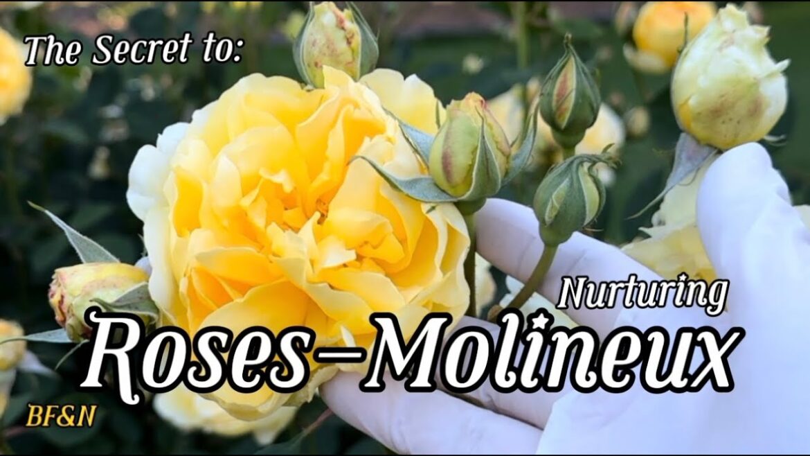 Roses Molineux: Tips Successful for Their Care| BF&N MariaDiAussie Roses Molineux: Tips Successful for Their Care| BF&N MariaDiAussie