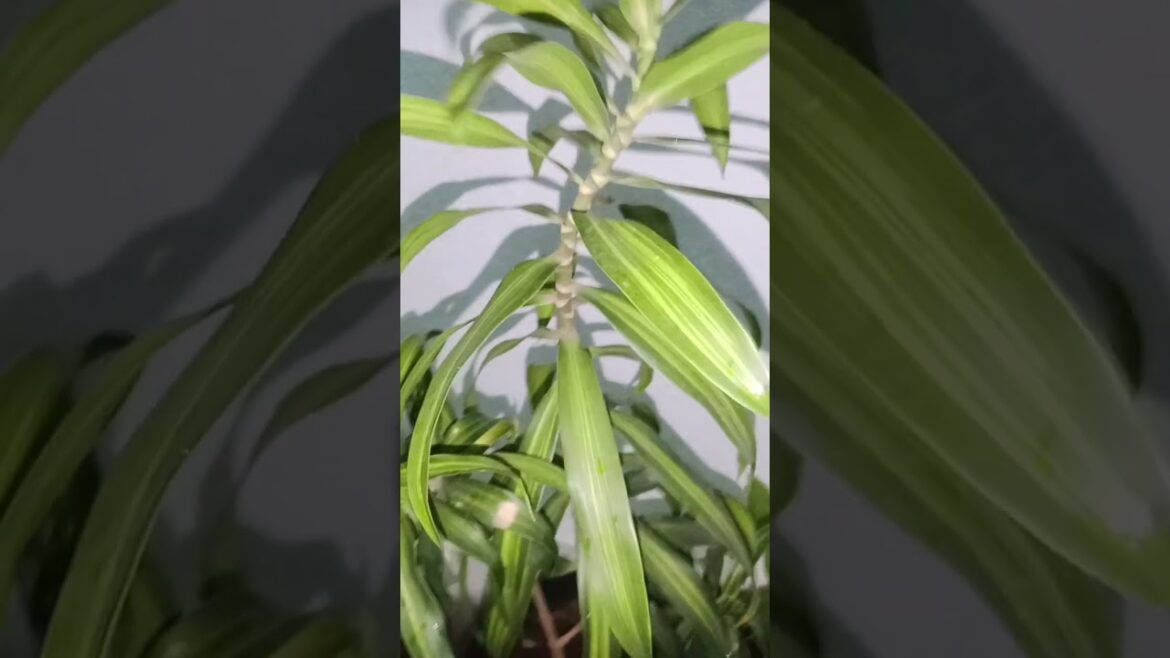 Tips for the song of India plant | #viralshots#shortsfeed#viralvideo#gardening#songofindiaplant