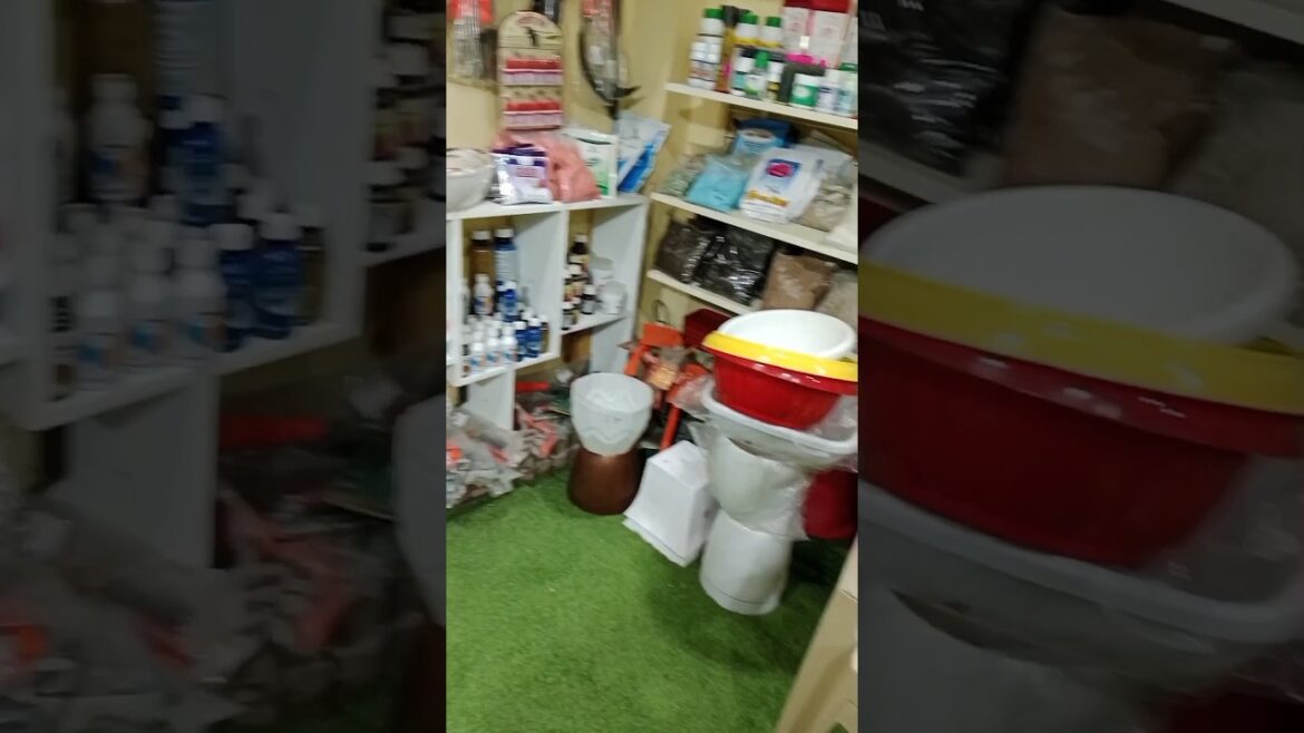 Indoor Plant Essential: What You ACTUALLY Need#shorts#garden #plants#indoorplants Indoor Plant Essential: What You ACTUALLY Need#shorts#garden #plants#indoorplants