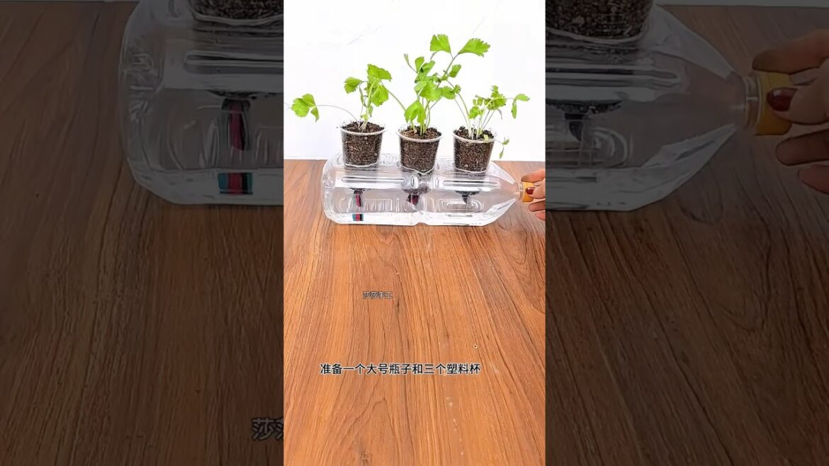 Planting in containers, #plants #gardening #diy #shorts