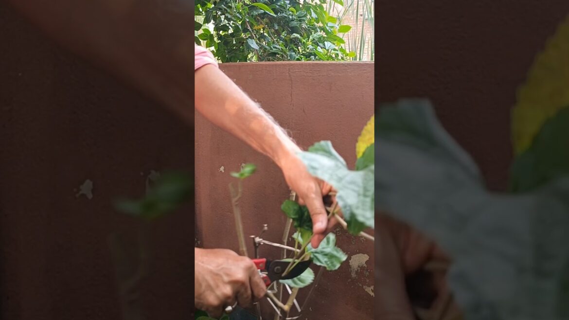 এই কাজটি করলেই মালবেরি গাছ ফলে ভরে যাবে🍇🍇 #shorts