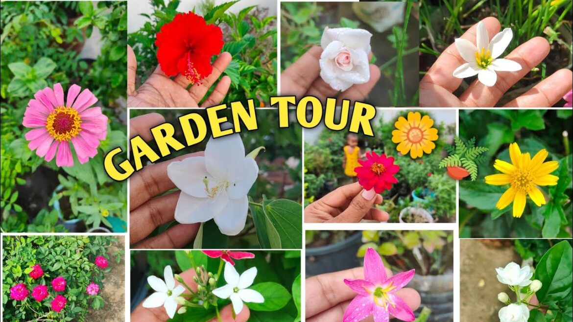terrace garden tour 🌿🪴🌼🦋 | gardening tips | odia gardener #garden #plants