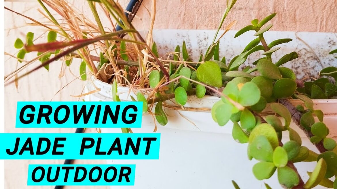 Lets Grow Jade Plant Outdoor on the roadside | Plantation Series | Urdu/Hindi Lets Grow Jade Plant Outdoor on the roadside | Plantation Series | Urdu/Hindi