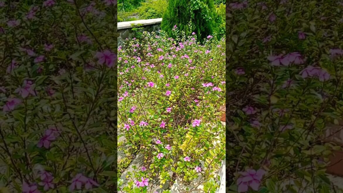 सदाबहार के पौधे देखकर होश उड गये मेरे#shorts#gardening #flowers#viralshorts सदाबहार के पौधे देखकर होश उड गये मेरे#shorts#gardening #flowers#viralshorts