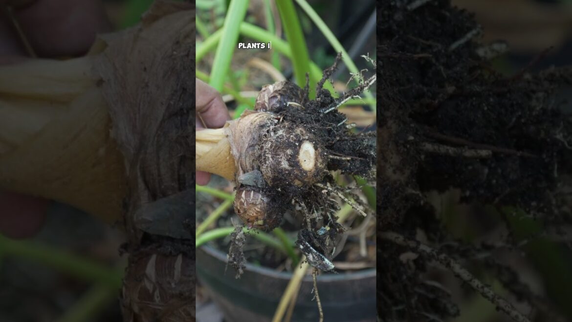 California Gardening: Top Vegetables to Harvest in Fall 🌿 | Garden Tips for a Bountiful Autumn Top Vegetables to Harvest in Fall 🌿 | Garden Tips for a Bountiful Autumn