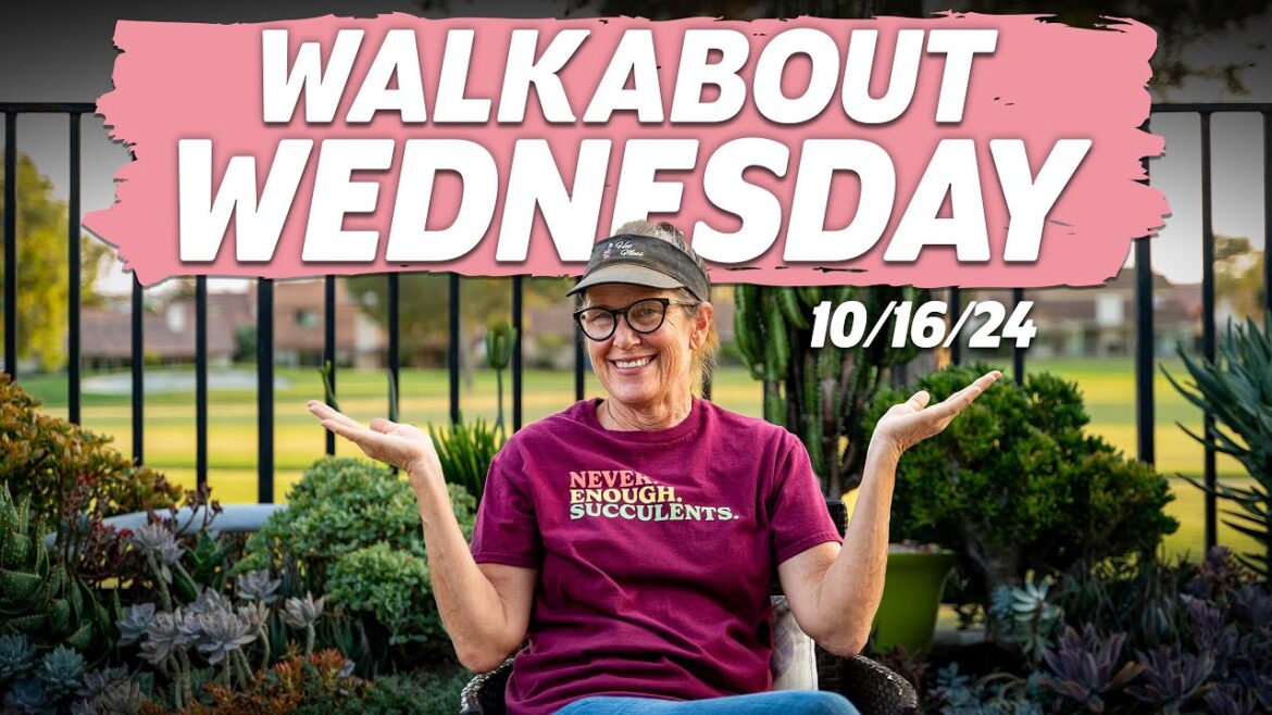 Walkabout Wednesday | October 16th, 2024 Walkabout Wednesday | October 16th, 2024