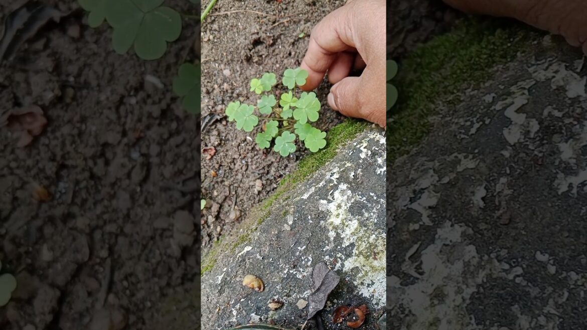 चारपत्ती वाला तिपतिया घास#garden #shorts#vegetables #viralshort