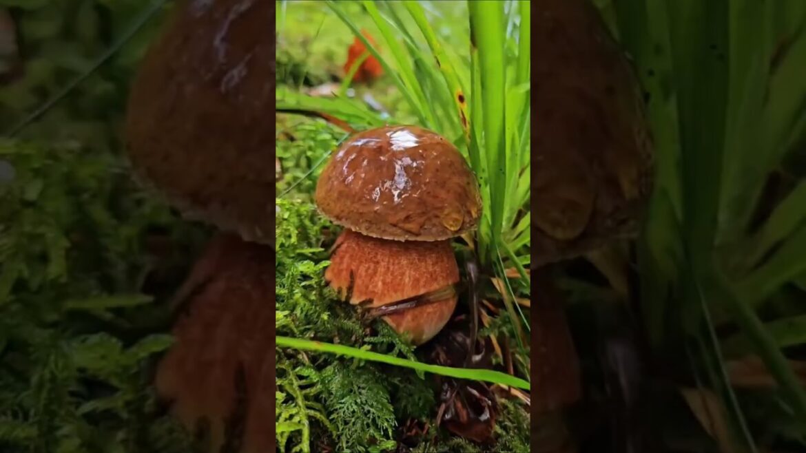 Picking up Mushrooms #nature #gardening #mushroom