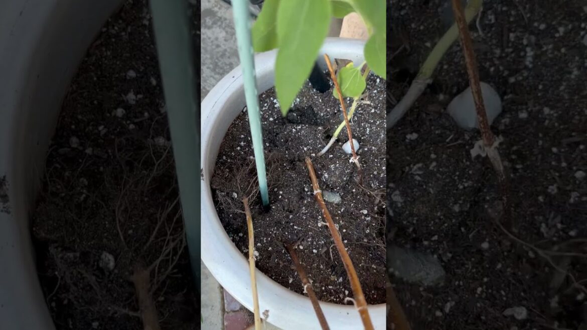 Don’t Make This Sunflower Mistake! Clearing Tips from a Seasoned Gardener #pot #clearing #shorts Don't Make This Sunflower Mistake! Clearing Tips from a Seasoned Gardener #pot #clearing #shorts