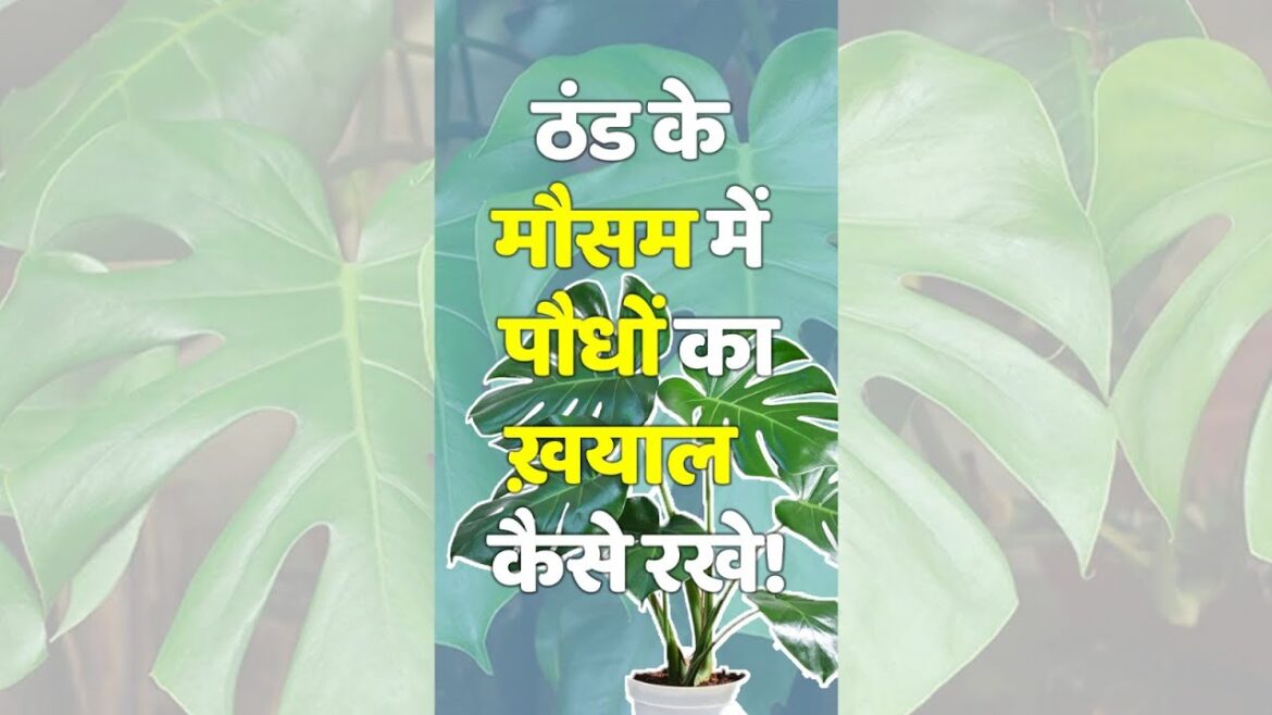 Winter Care Tips for plants #shorts #viralshorts