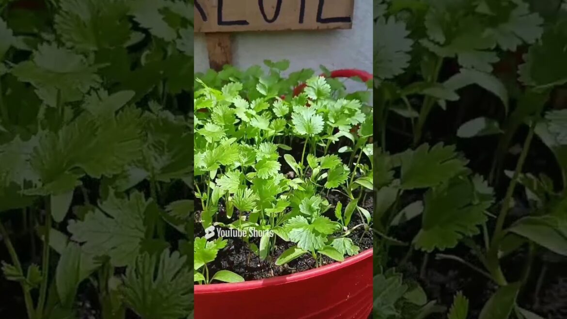 How to Grow Parsley All Year Non-Stop with Many Successes 🌿 How to Grow Parsley All Year Non-Stop with Many Successes 🌿