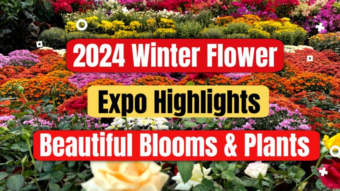 Flower Expo Jawalakhel (Beautiful autumn flowers)